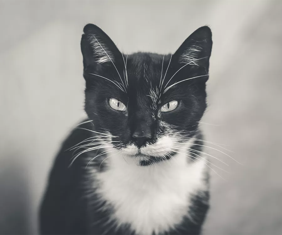 Czarnobiałe zdjęcie kota, zdjęcie z bliska, kot patrzy w obiektyw