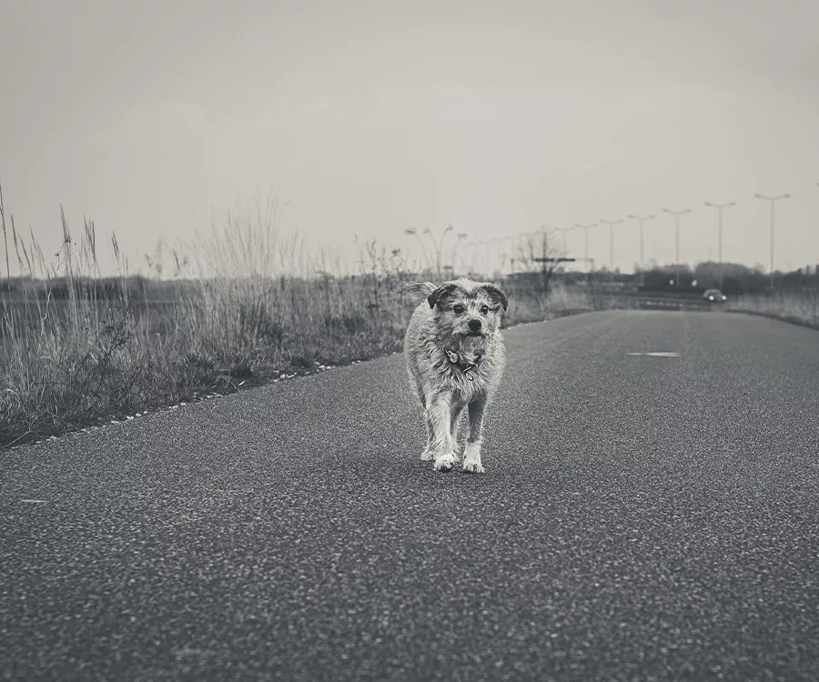 zdjęcie psa idącego drogą