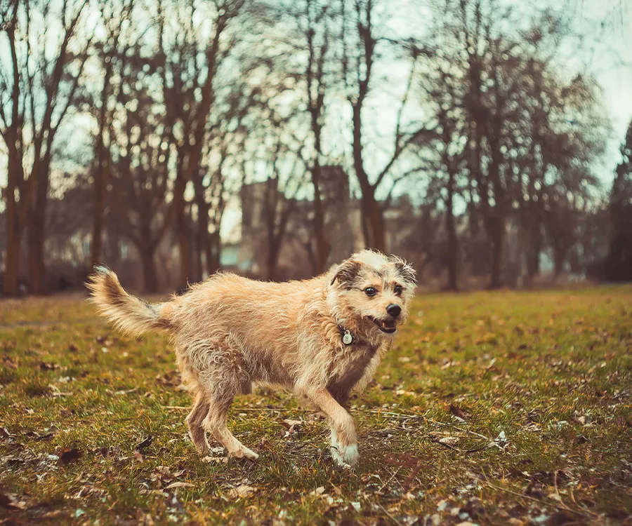 zdjęcie psa bawiącego się w parku