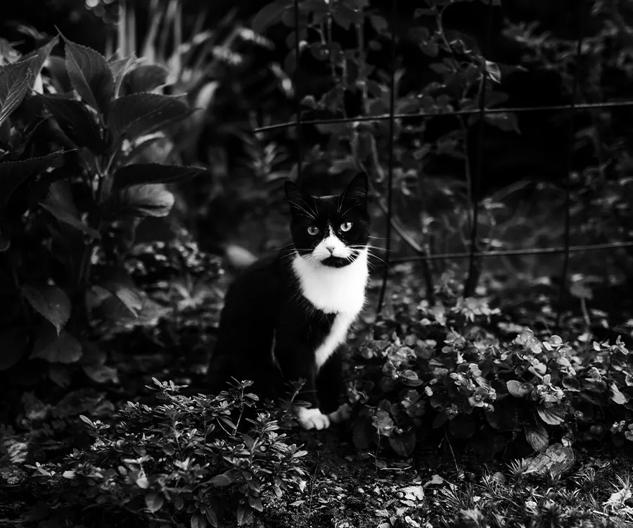 Czarnobiałe zdjęcie kota na tle roślinności, zdjęcie z bliska, kot patrzy w obiektyw