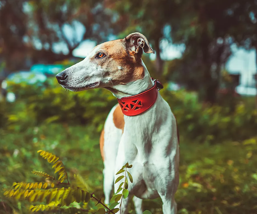 Zdjęcie psa, chart, na tle zieleni