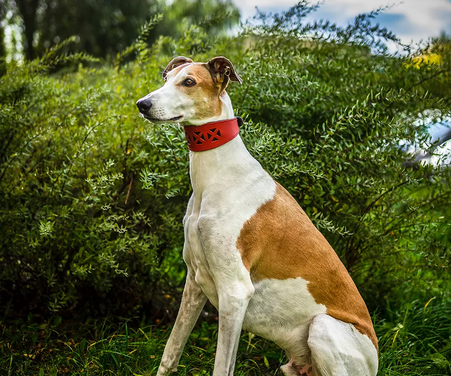 Zdjęcie siedzącego psa, chart, na tle zieleni