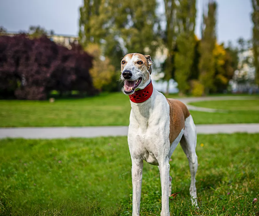 Zdjęcie psa, chart, w parku