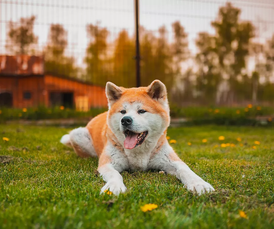 Zdjęcie psa, akita inu, leżącej na trawie
