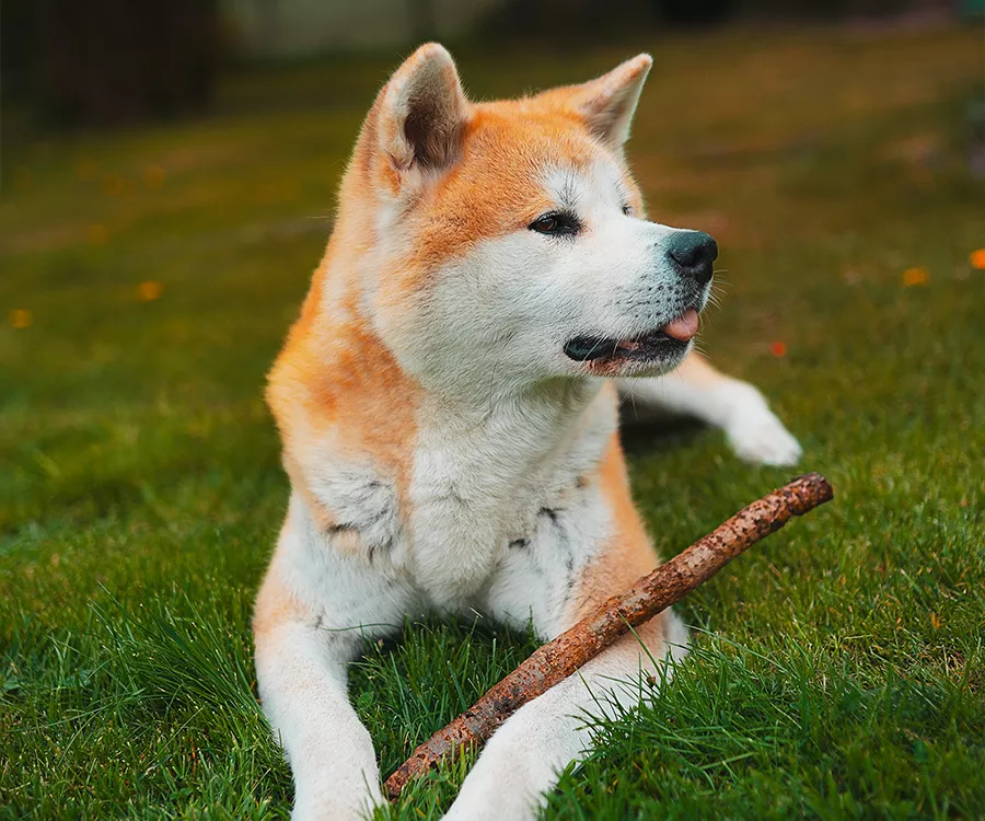 Zdjęcie psa, akita inu, leżącej na trawie z patykiem na łapkach