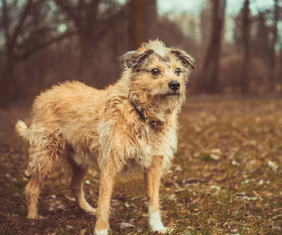 Zdjęcie poczochranego pieska na tle lasu